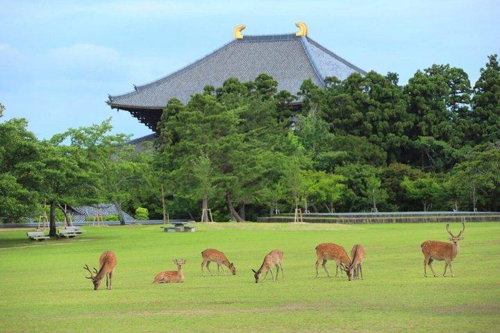 Nara and Uji Private Custom Tour from Kyoto