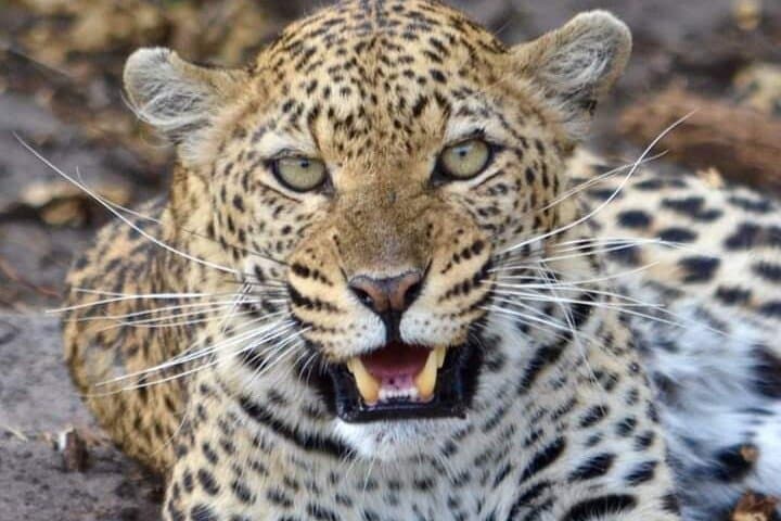 4 Days Best of Masai Mara and Lake Nakuru Nature trail safari.
