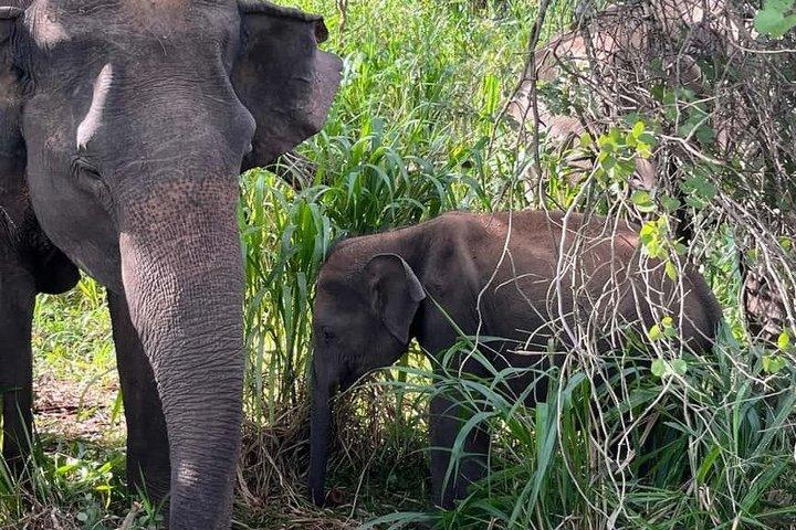 Colombo to Sigiriya and Minneriya Safari Day Tour