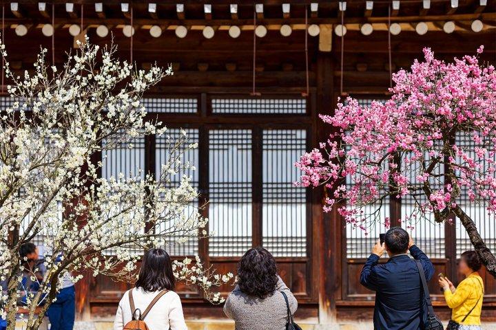 Jeonju Hanok Village and Plum Blossom Festival Shared Tour