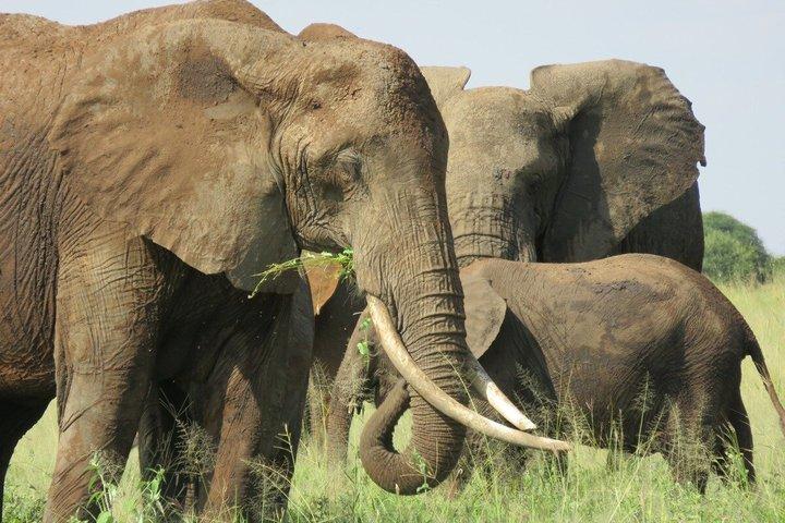6 Day Luxury Great Migration River Crossing Safari