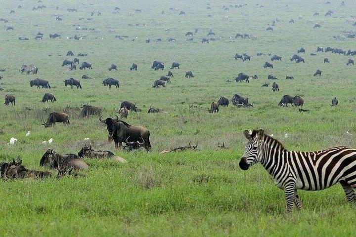 4 Day Tanzania Safari Tarangire Ngorongoro and Lake Manyara