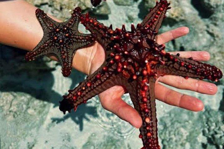 Starfish Encounter, Blue Lagoon Snorkeling & Tropical Fruit Lunch