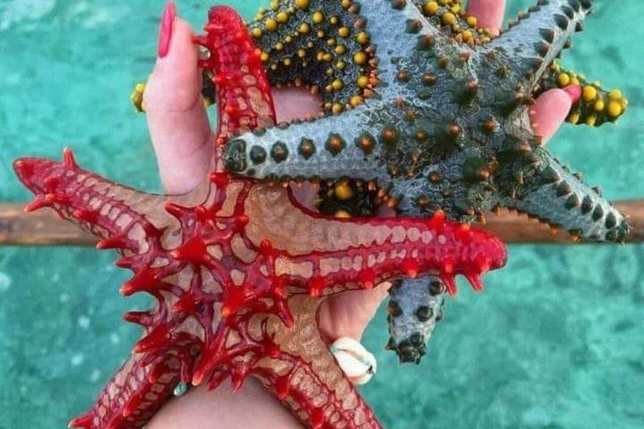 Starfish Encounter, Blue Lagoon Snorkeling & Tropical Fruit Lunch