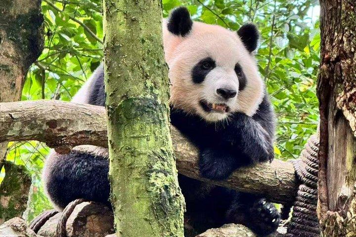 Dujiangyan Pandas and UNESCO Irrigation System Private Experience
