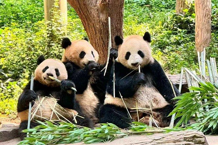 Dujiangyan Pandas and UNESCO Irrigation System Private Experience