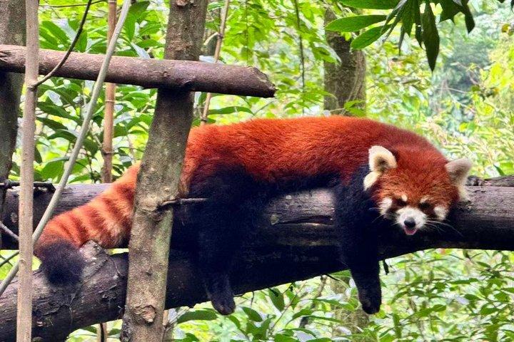 Dujiangyan Pandas and UNESCO Irrigation System Private Experience