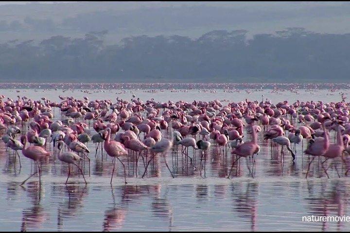 One Day Tour to Lake Nakuru from Nairobi 4WD
