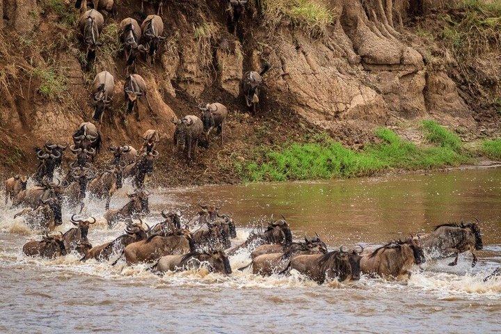7 Day Mid Range Great Migration Safari Tours