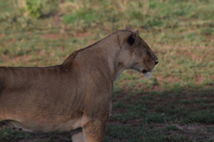 7 Day Mid Range Great Migration Safari Tours