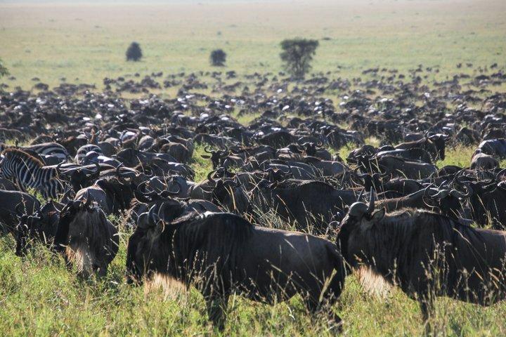 7 Day Mid Range Great Migration Safari Tours