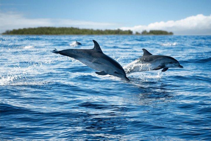 Zanzibar’s Only All-Inclusive Shared Catamaran Tour