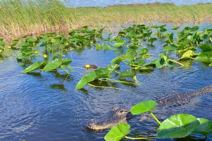 Everglades Airboat Safari Adventure with Transportation