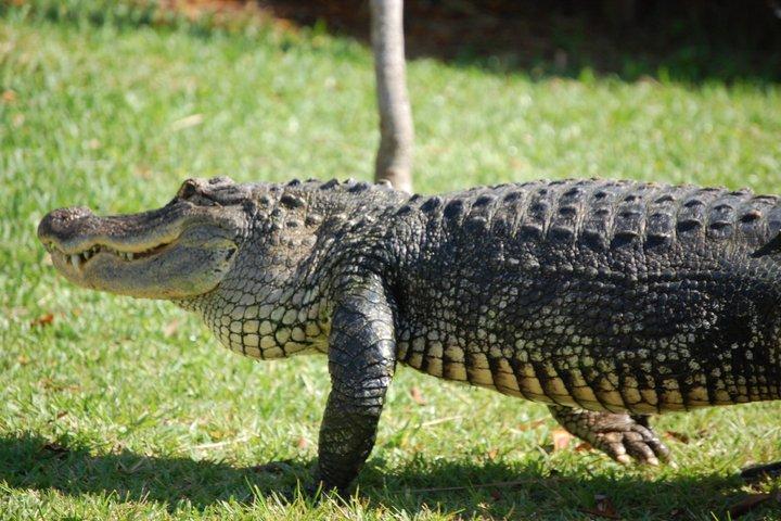 Best of Miami: Everglades, Bay Cruise, & Open-top Bus Tour