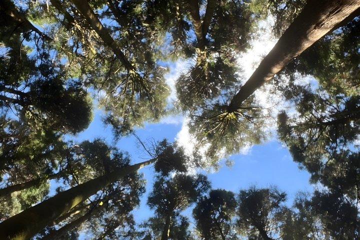 Alishan Join-in Day Tour from Taichung (Incl. Park Entrance)