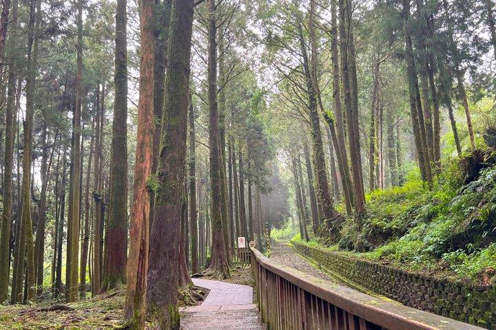 Alishan Private Day Tour from Taichung