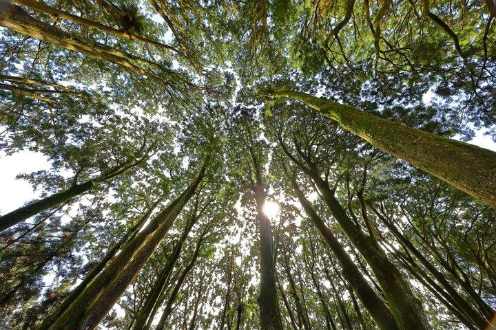 Alishan Private Day Tour from Taichung