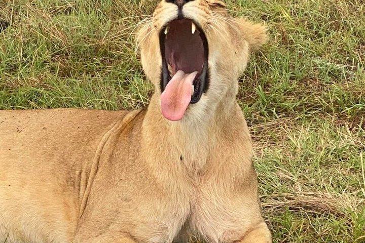 3 Day Maasai Mara with accomodation