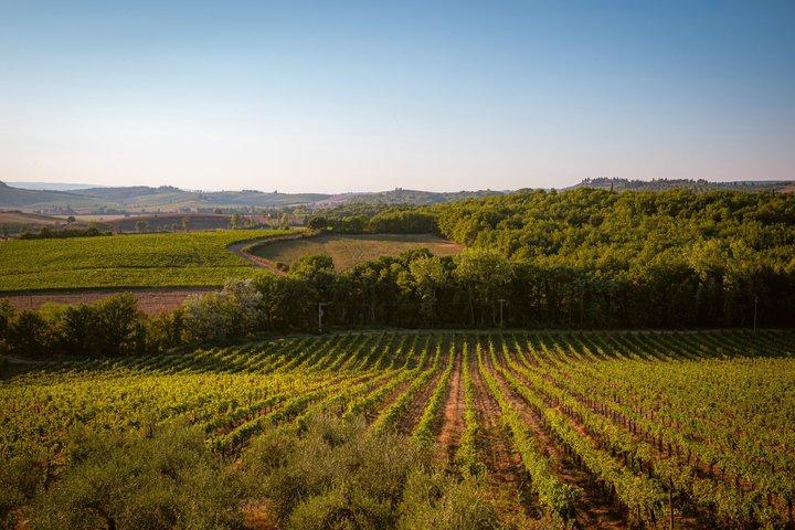 Dinner with wine tasting at Poggio ai Laghi winery