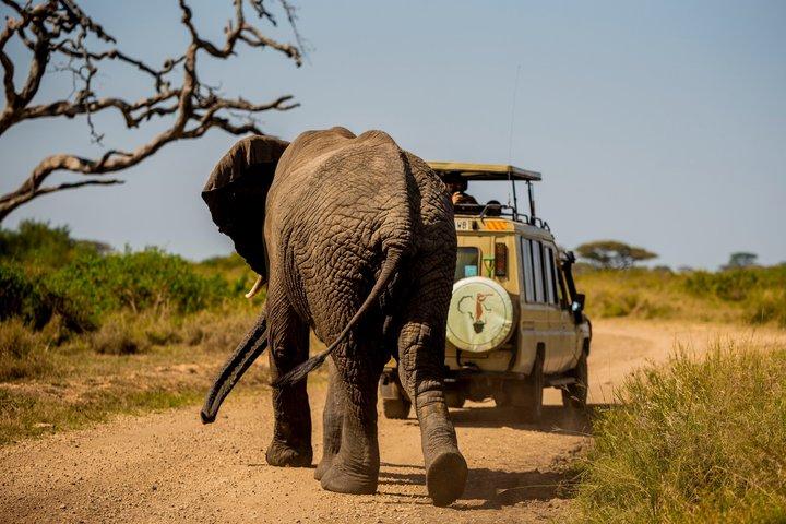 6 Day Private Camping Safari in Tanzania from Kilimanjaro Airport