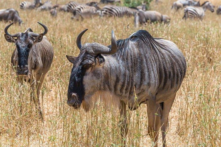 6 Day Mid Range Tanzania Migration Safari Tour