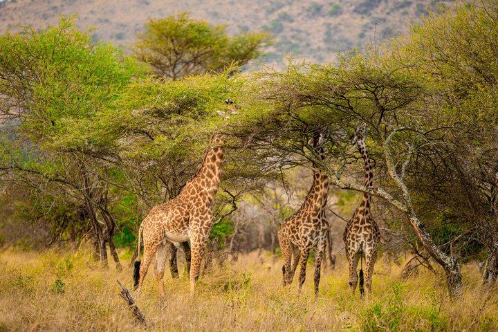 7 day Private Camping Safari In Tanzania