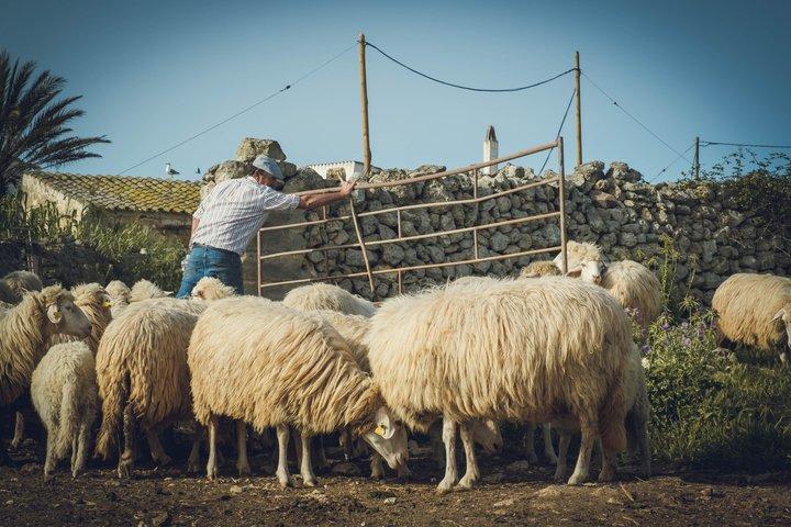 Menorca: Cheesemaking and Farm-Fresh Product Tasting