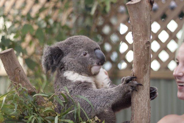 Sydney: Royal National Park Coast & Rainforest, Koalas & Lunch