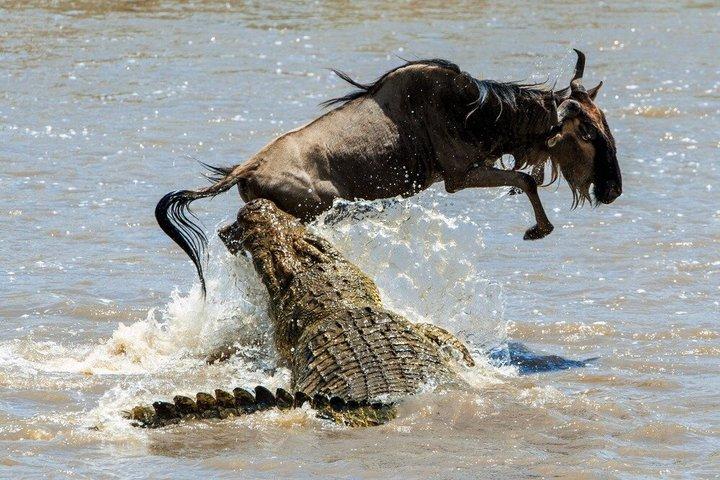 4 Day Masai Mara Safari for the Great Wildebeest Migration