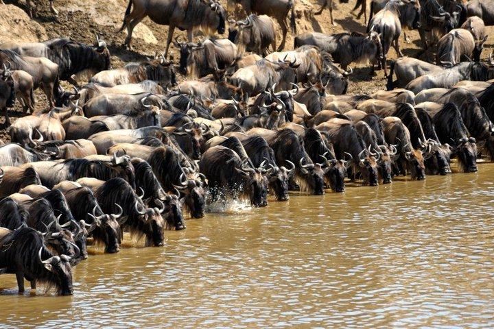 4 Day Masai Mara Safari for the Great Wildebeest Migration
