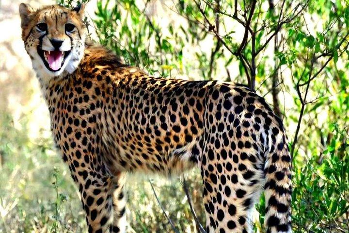 Cheetah and Wine Tour from Cape Town with Hotel Pickup and Return