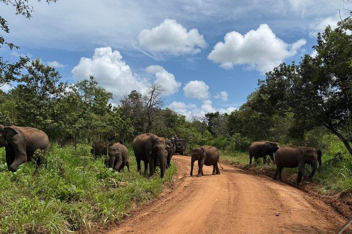 Day Tour at Sri Lanka Elephant Transit , Train Ride and Nine arch