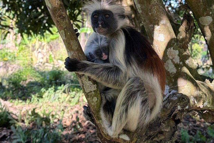 Zanzibar: Jozani Red colobus monkeys and Spice Farm with Lunch