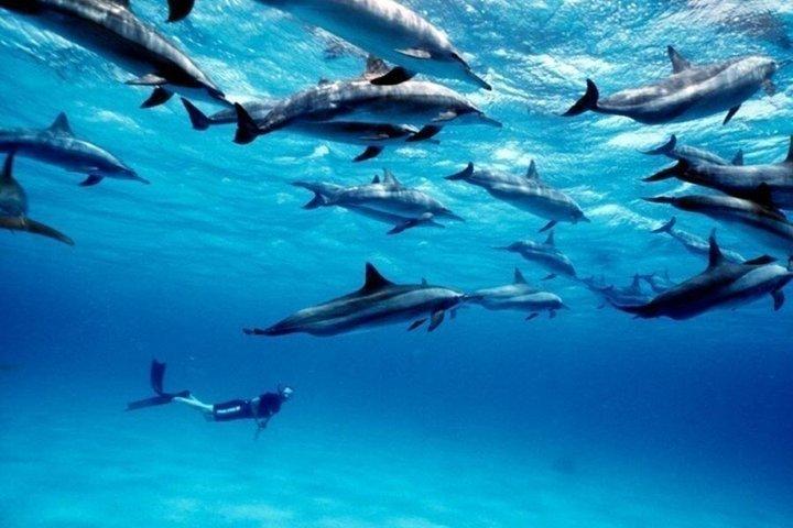 Snorkeling Adventure at Mnemba Island and Dolphin from Nungwi