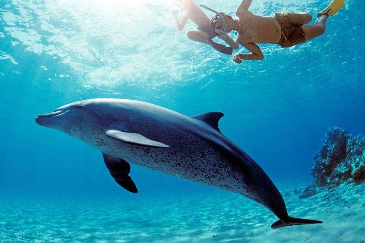 Snorkeling Adventure at Mnemba Island and Dolphin from Nungwi