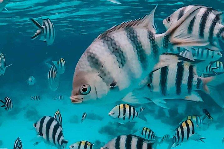 Snorkeling Adventure at Mnemba Island and Dolphin from Nungwi