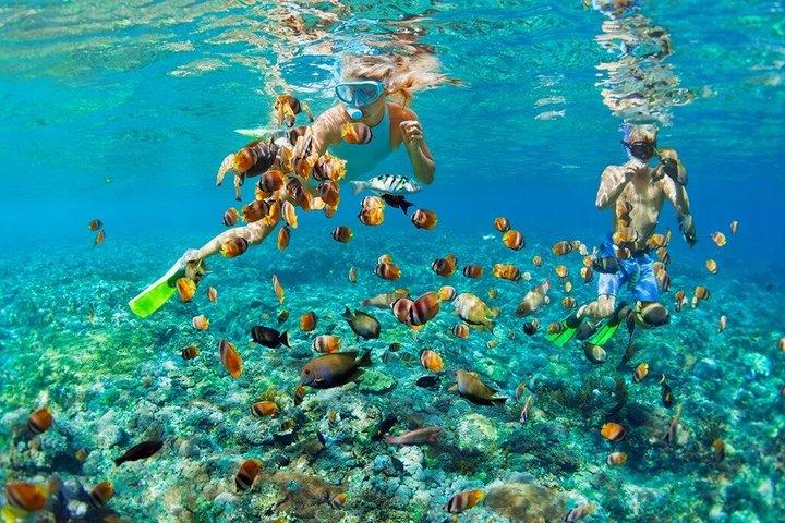 Snorkeling Adventure at Mnemba Island and Dolphin from Nungwi