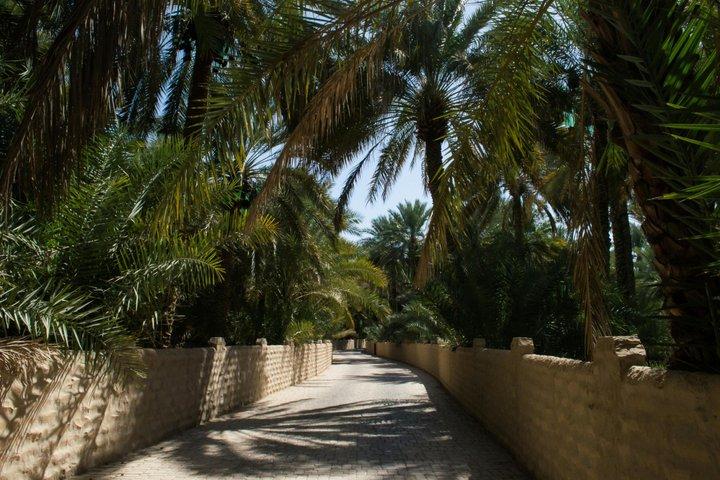 Al Ain Tour with Oasis, Forts, Mountain & more from Abu Dhabi
