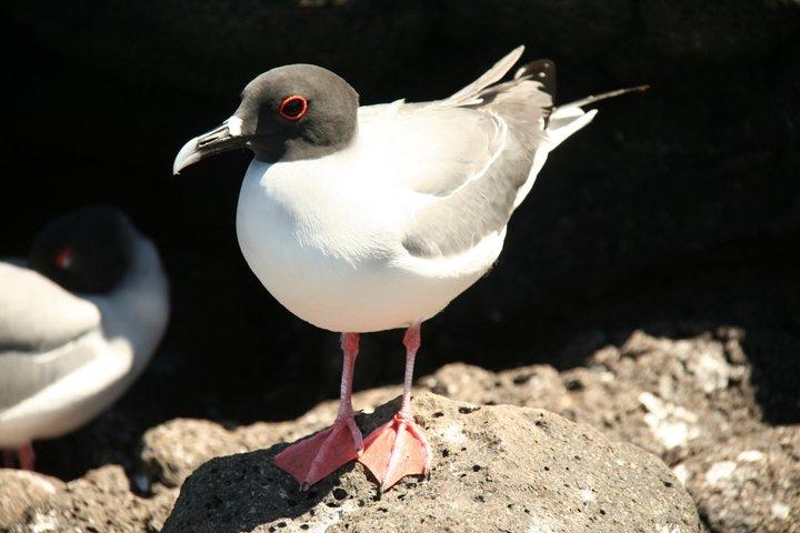 North Seymour Island Day Tour