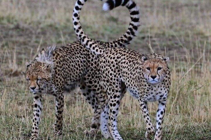 Masai Mara Wild Best Migration Safaris Tour Adventure