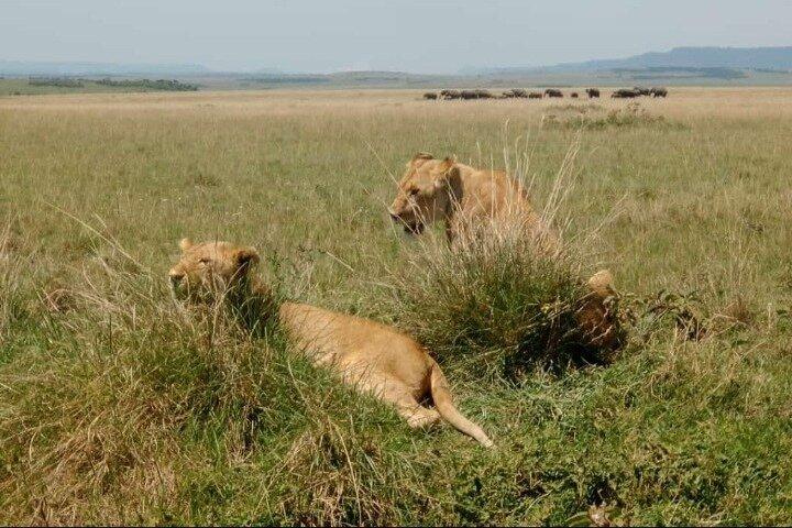 Masai Mara Wild Best Migration Safaris Tour Adventure