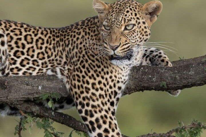 Masai Mara Wild Best Migration Safaris Tour Adventure