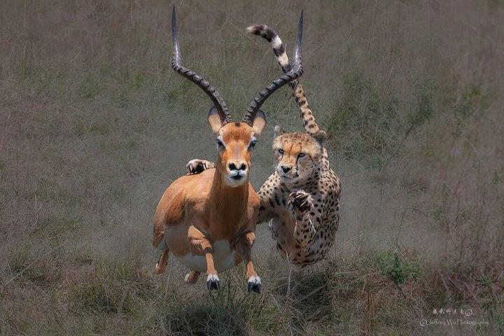 Masai Mara Wild Best Migration Safaris Tour Adventure