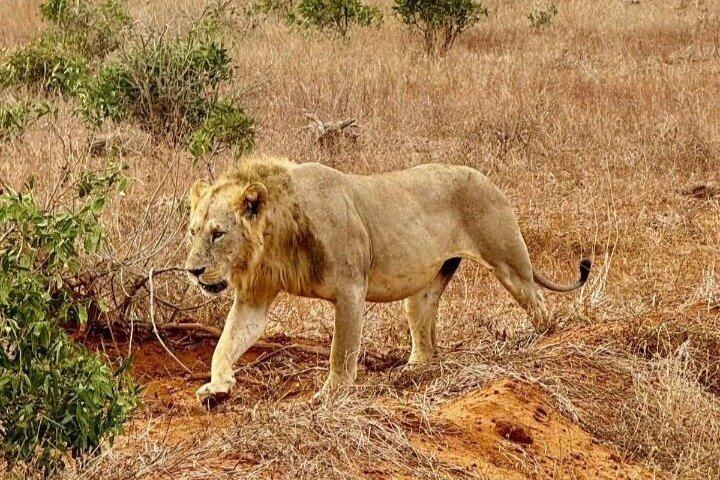 Masai Mara Wild Best Migration Safaris Tour Adventure