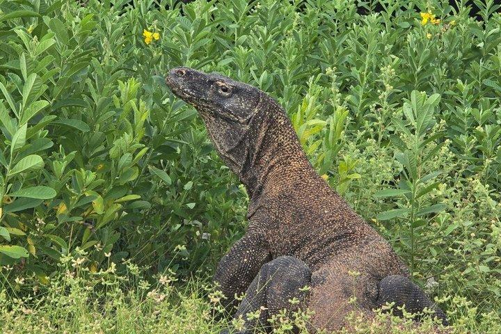 6 Island Speedboat Hopping Tour in Komodo National Park