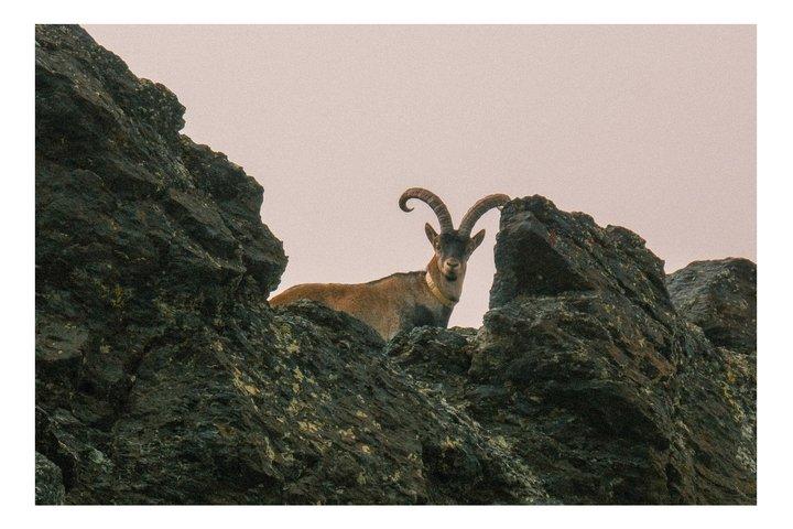 From Granada: Sierra Nevada Safari tour up to 2500 meters high