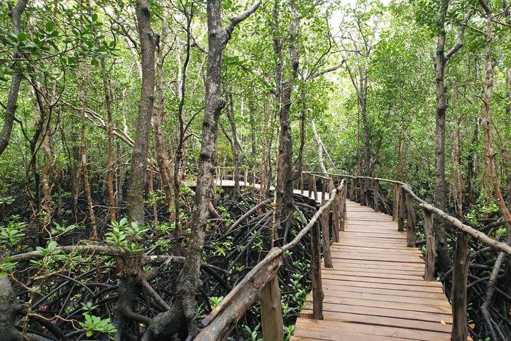 Zanzibar Adventure Jozani Forest Turtle Caves and Mtennde Beach
