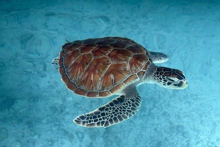 Zanzibar Adventure Jozani Forest Turtle Caves and Mtennde Beach
