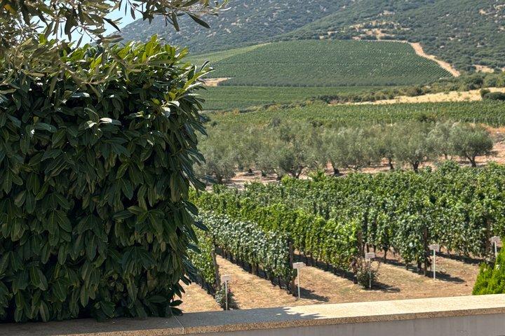 Kavala: Winery tour & Wine Tasting with food pairings in Kavala