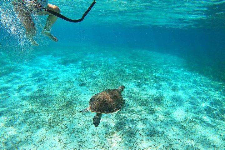 Rose Island Adventure: Snorkel, Sea Turtles, and Private Beach